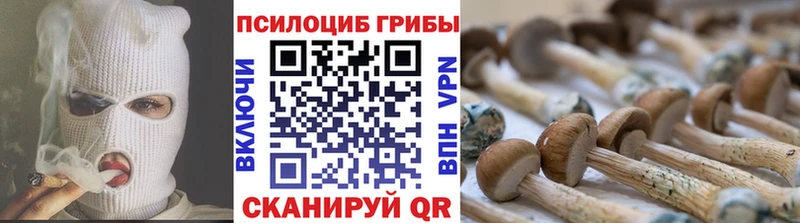 купить наркоту  Усть-Кут  Галлюциногенные грибы Cubensis 